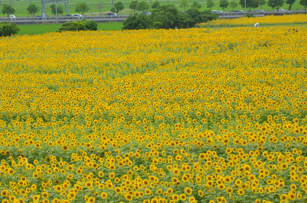 花_114