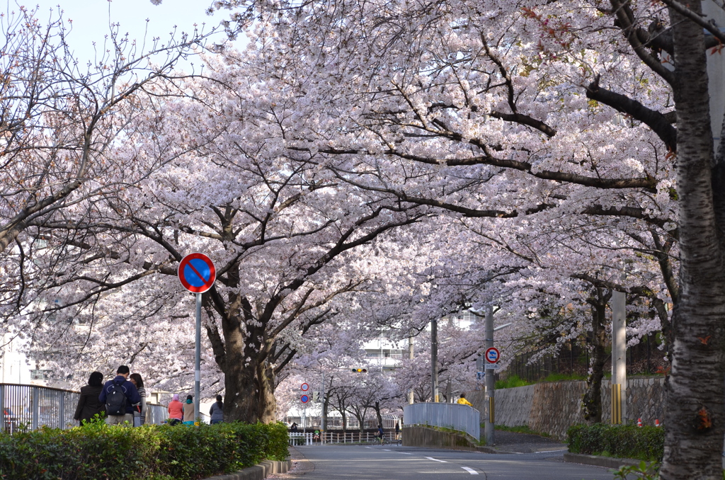 花_118（2018桜）