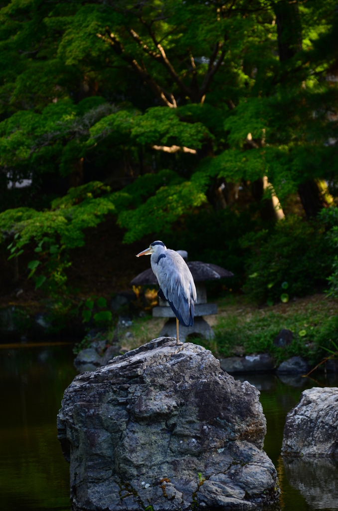 鷺_04