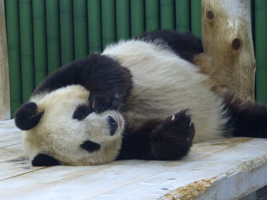 王子動物園_07