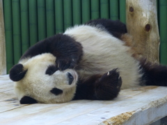 王子動物園_07