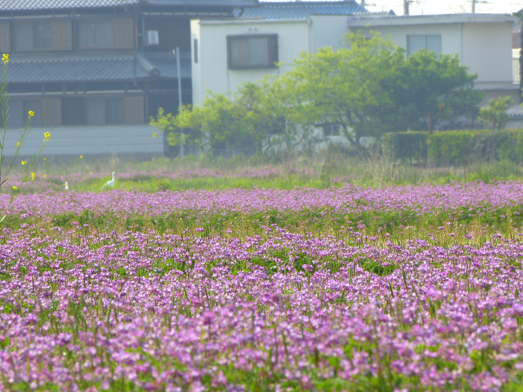 お花畑
