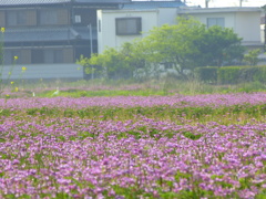 お花畑