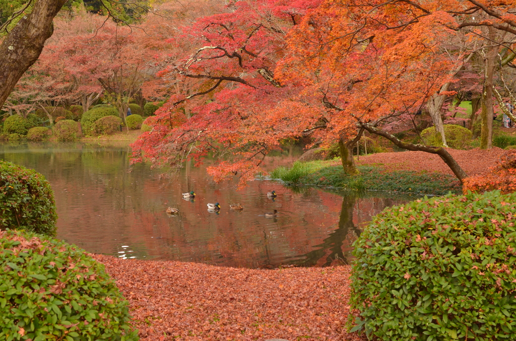 紅葉庭園