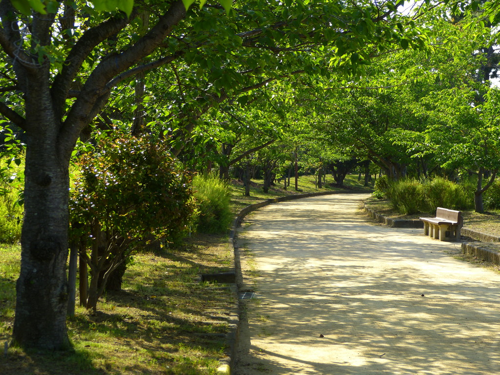 森林浴の散歩道