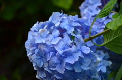 花_01