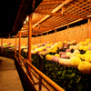 相楽園菊花展（夜間ライトアップ）_22