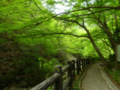 森林浴