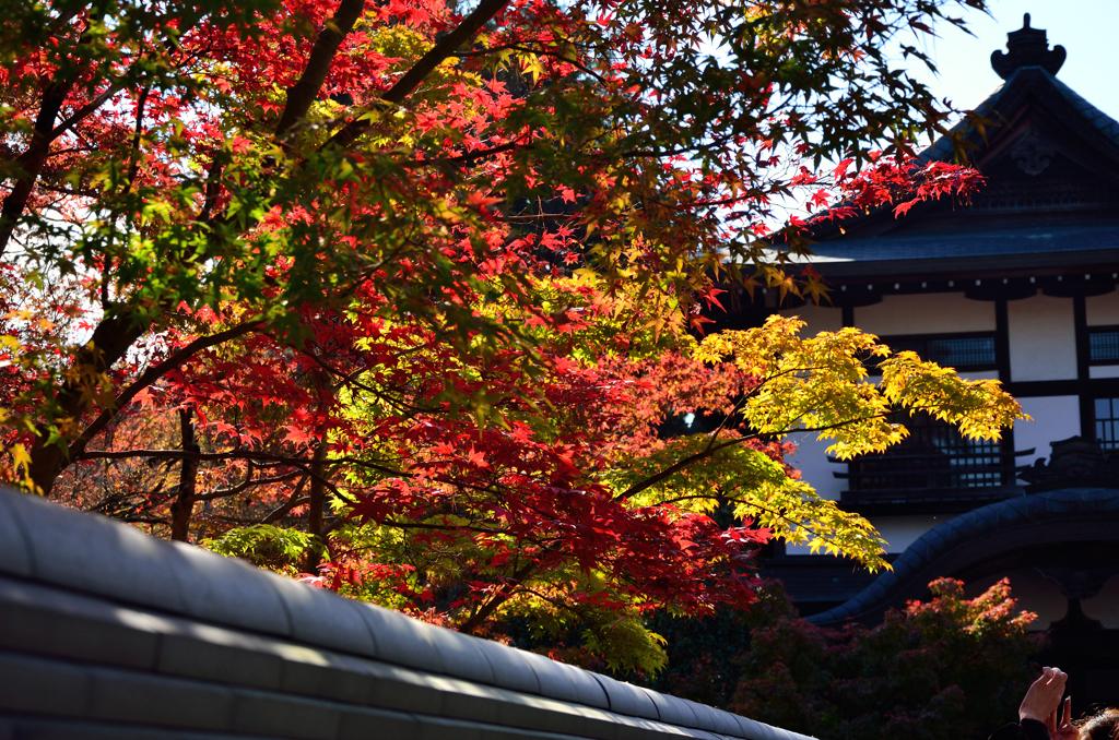 永観堂紅葉風景