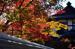 永観堂紅葉風景
