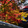 永観堂紅葉風景