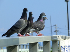 鳩の整列