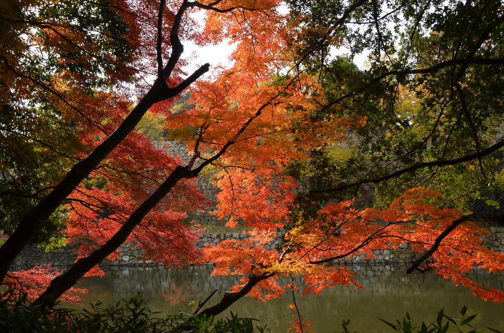 明石城公園紅葉