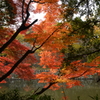 明石城公園紅葉