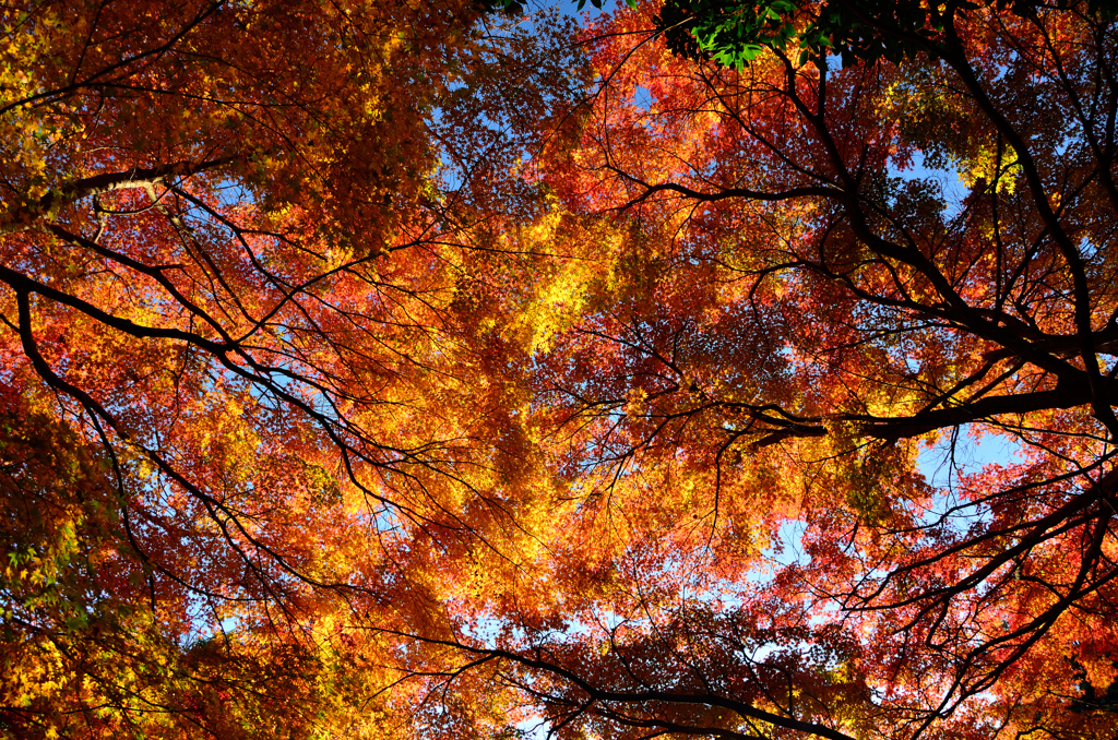 見上げる紅葉