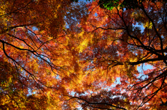 見上げる紅葉