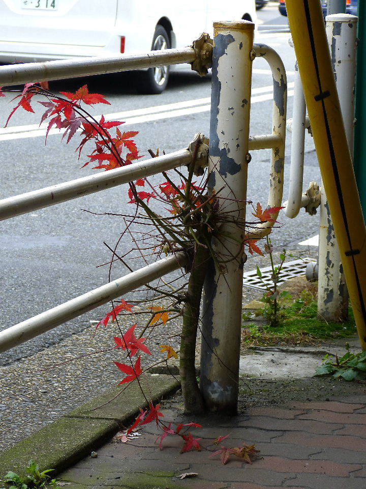 植物の生命力