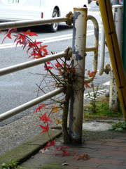 植物の生命力