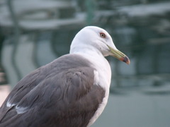 首を傾げる鳥