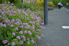 都会に咲く花