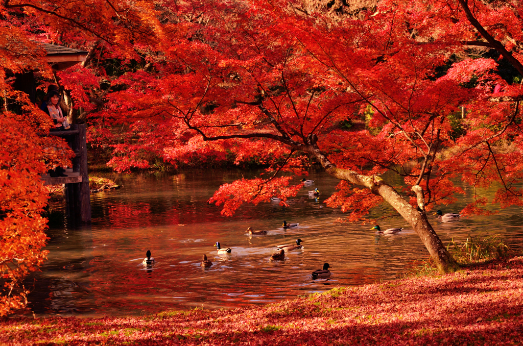 水辺の紅葉
