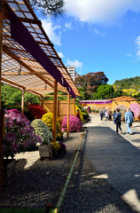 相楽園菊花展_01