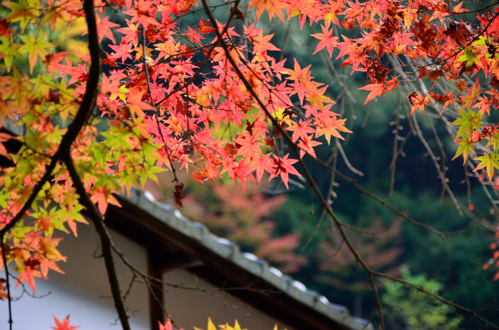 京の秋風景