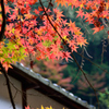 京の秋風景