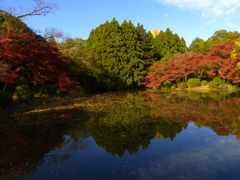 秋の景色