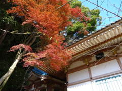 日本の紅葉風景