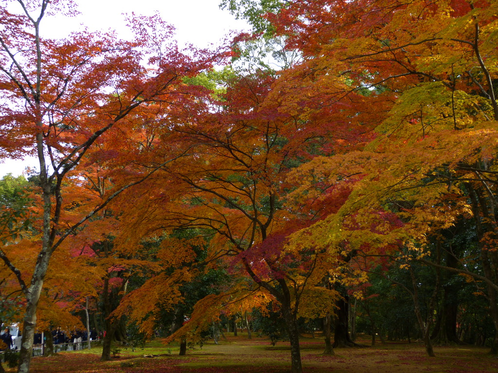 紅葉最先端