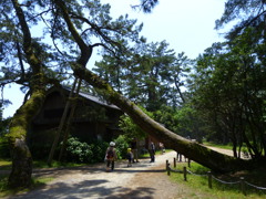天橋立_017