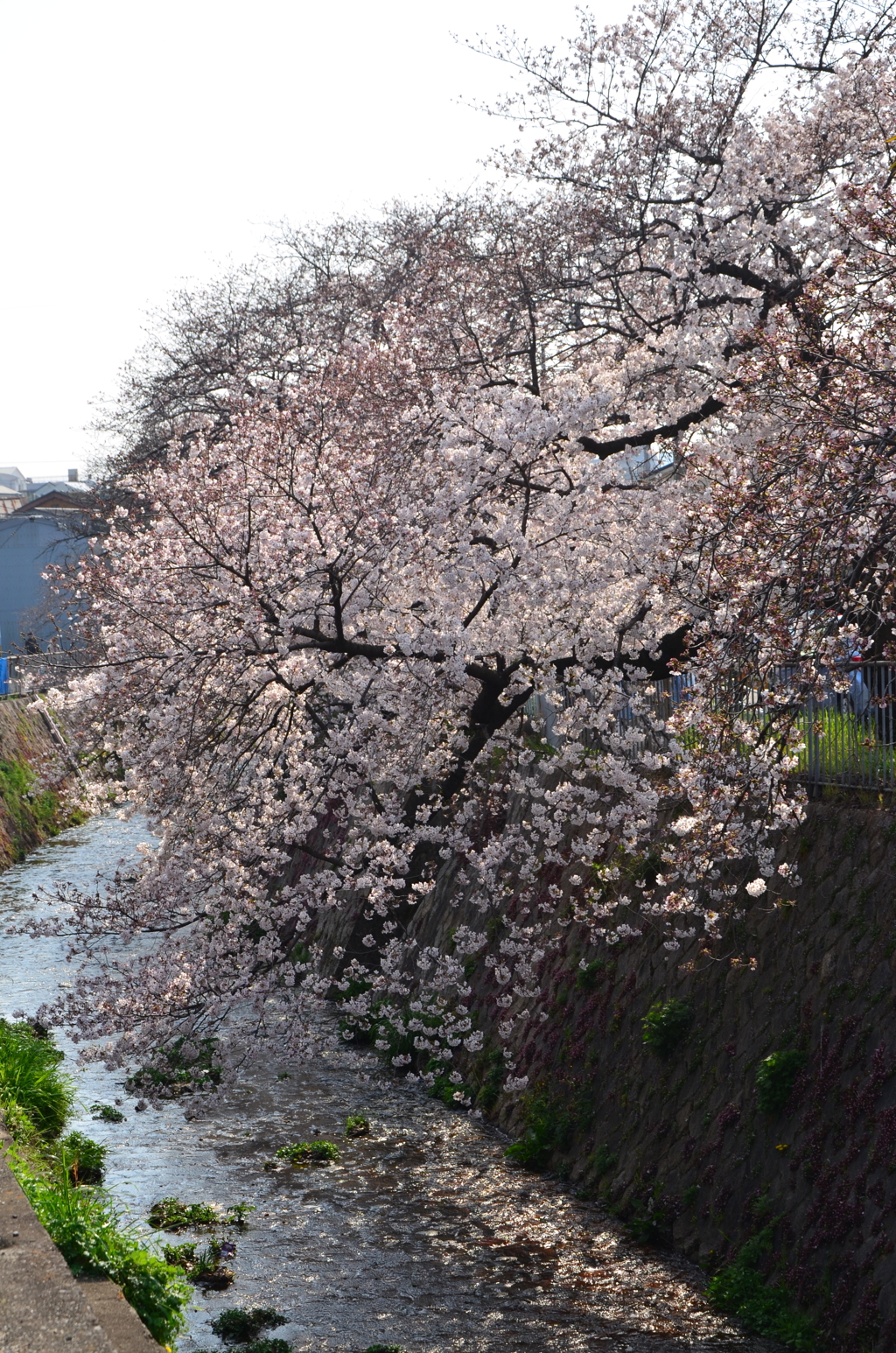 花_150（2019桜）