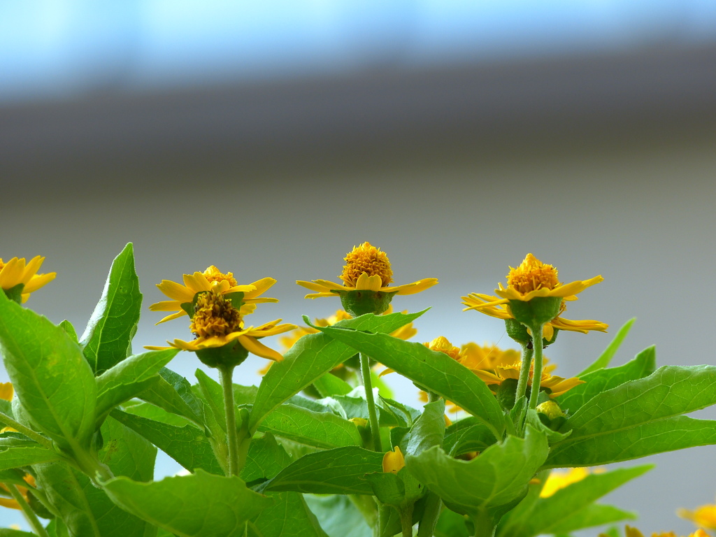 夏の花色