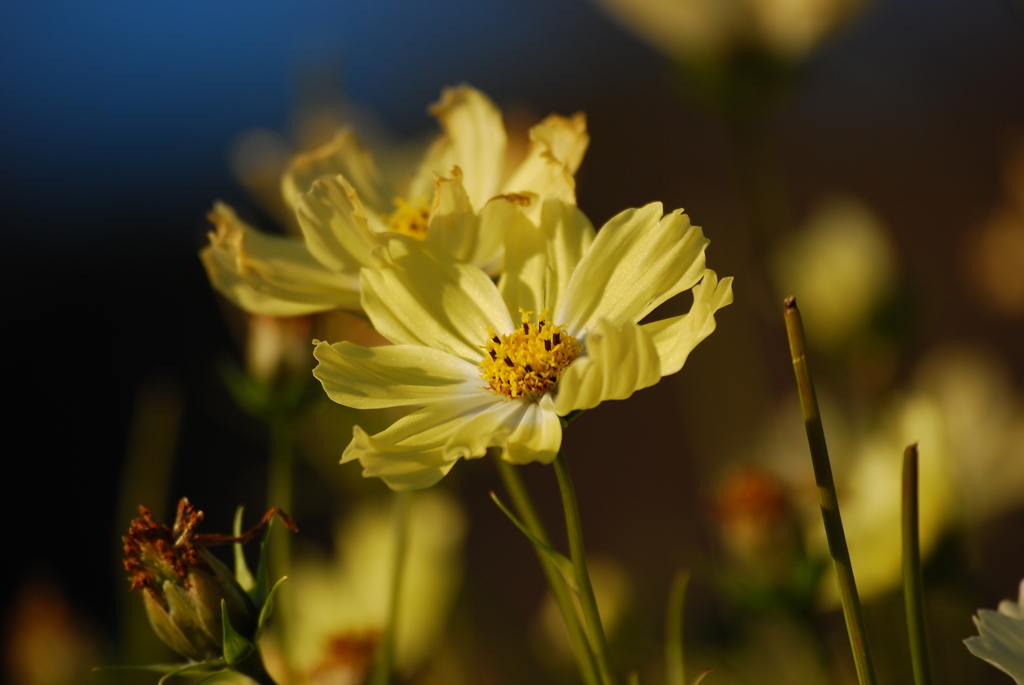 花_109