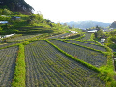 明日香村棚田風景_03