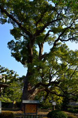 樹木