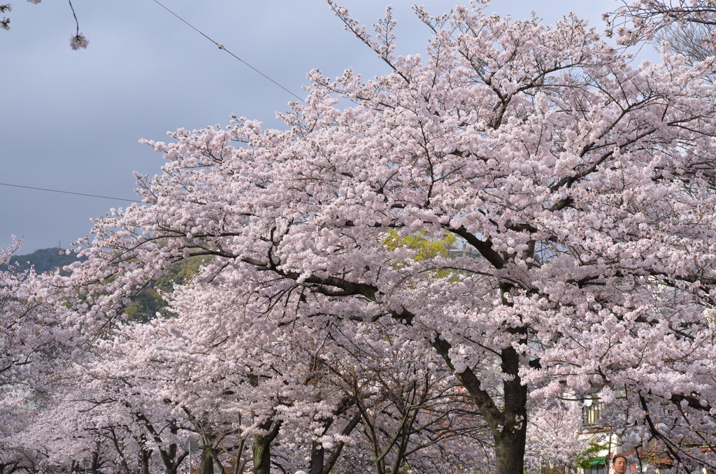 花_110（2017桜）