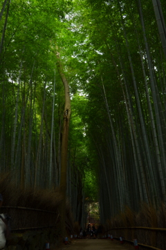 竹林の美