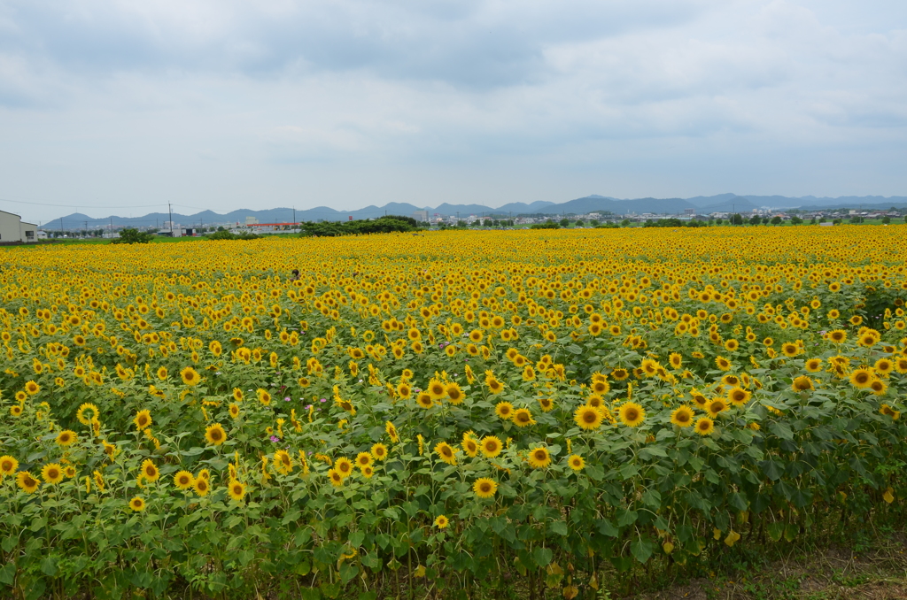 花_115