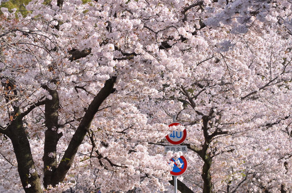 花_119（2018桜）