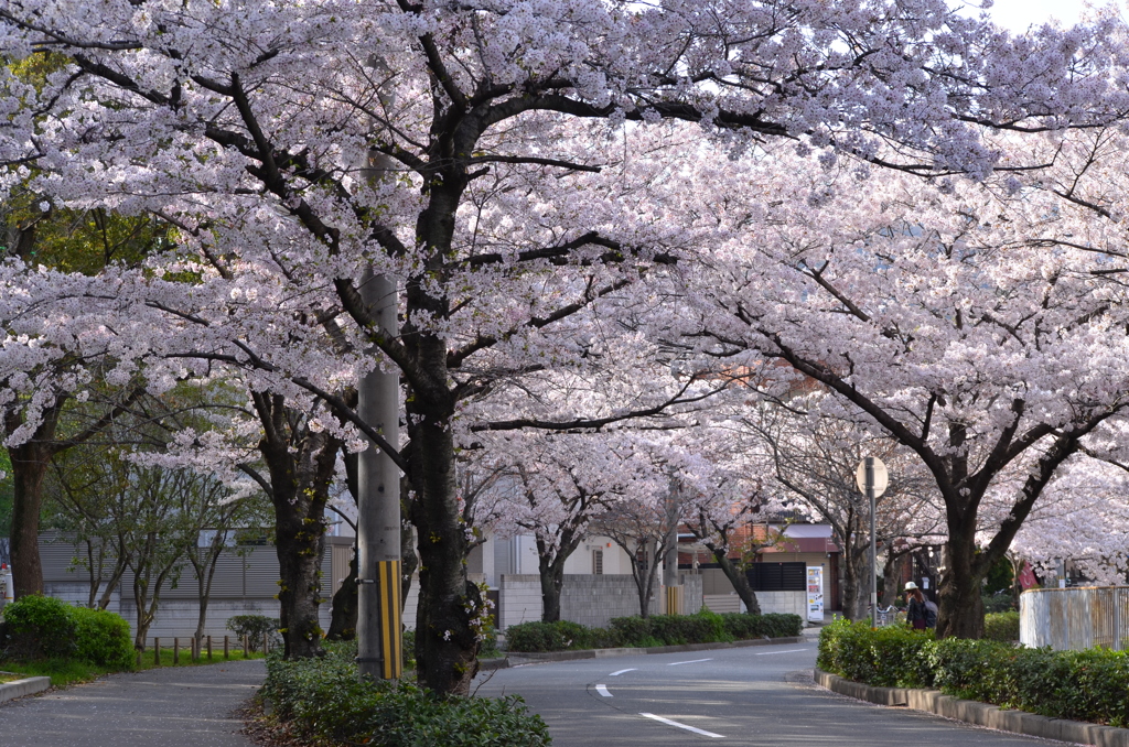 花_116（2018桜）