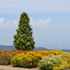 花さじき_04