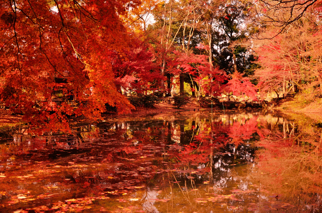 池と紅葉