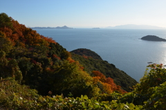 高台から海