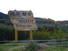 明日香村棚田風景_04
