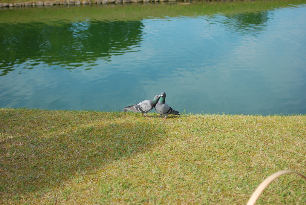 特別名勝：栗林公園_09