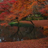森の紅葉