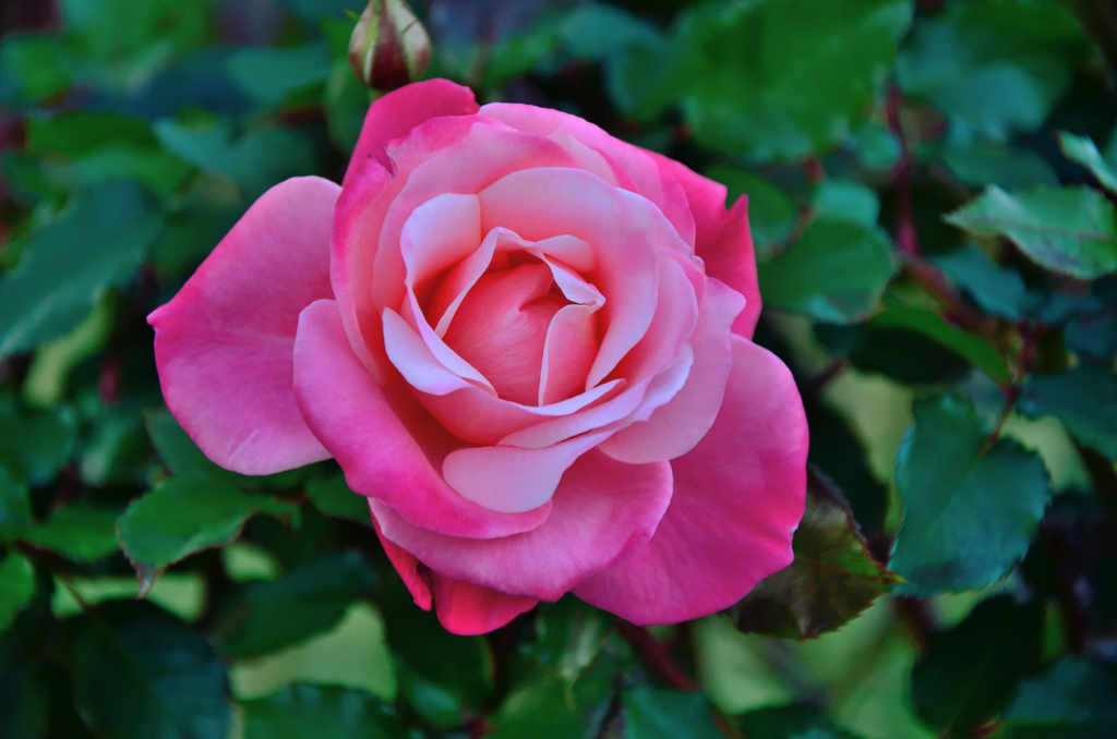 花_57
