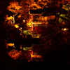 相楽園菊花展（夜間ライトアップ）_20